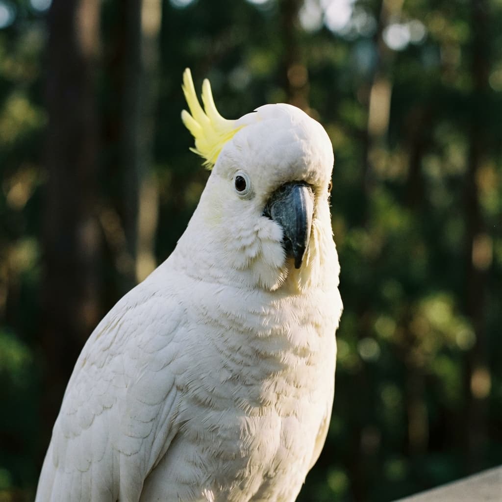 Cockatoo
